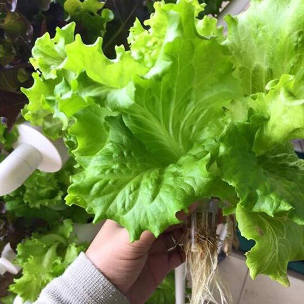 نظام زراعة مائي بـ 36 موقعًا ل - مراجعة Hydroponic Growing System 36 Site وسعره