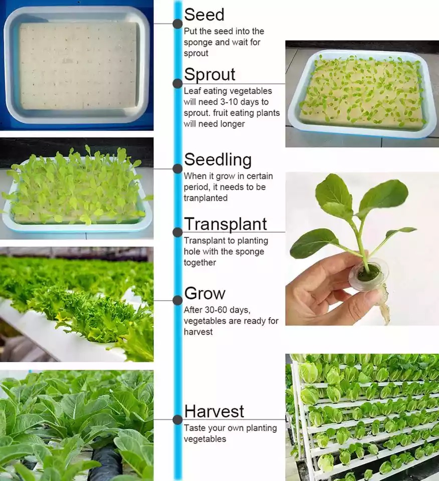 زراعة خضروات مائية آلية ، نظام - مراجعة Hydroponic Growing System 36 Site وسعره
