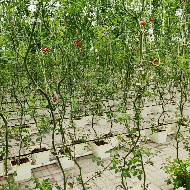 نظام زراعة مائية جديد بتقنية D - مراجعة Dwc Bucket System 5 Gallon وسعره